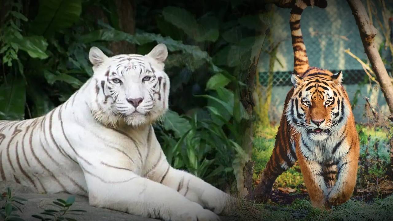 zoo-in-west-bengal