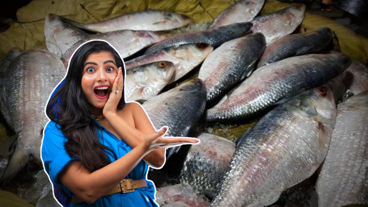 Hilsa Fish