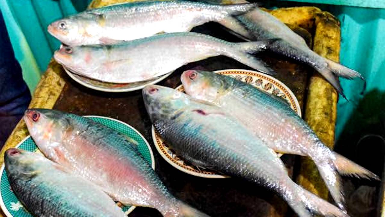 Hilsa Fish