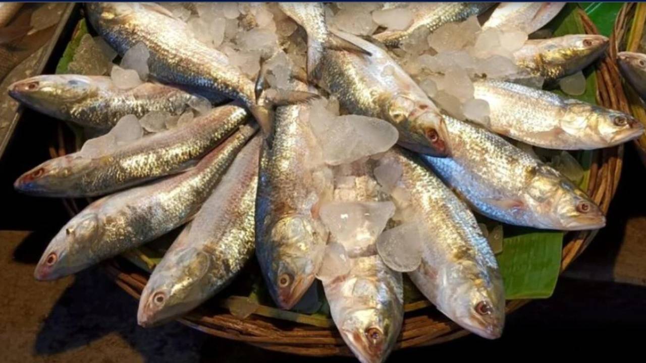 digha-ilish