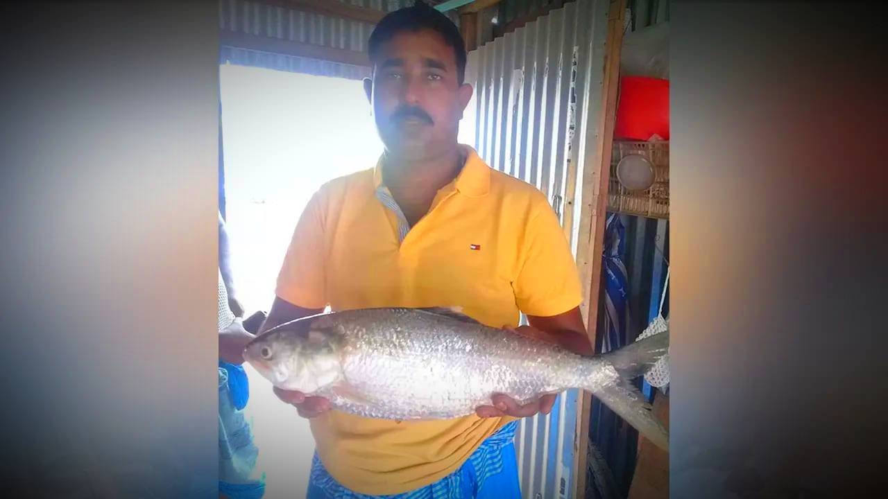 Hilsa Fish