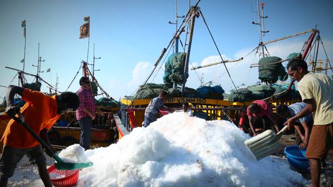 Hilsa Fish