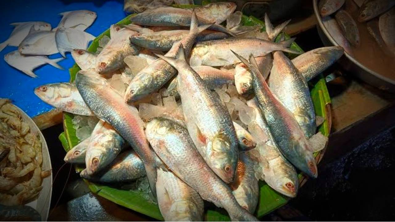 Hilsa Fish