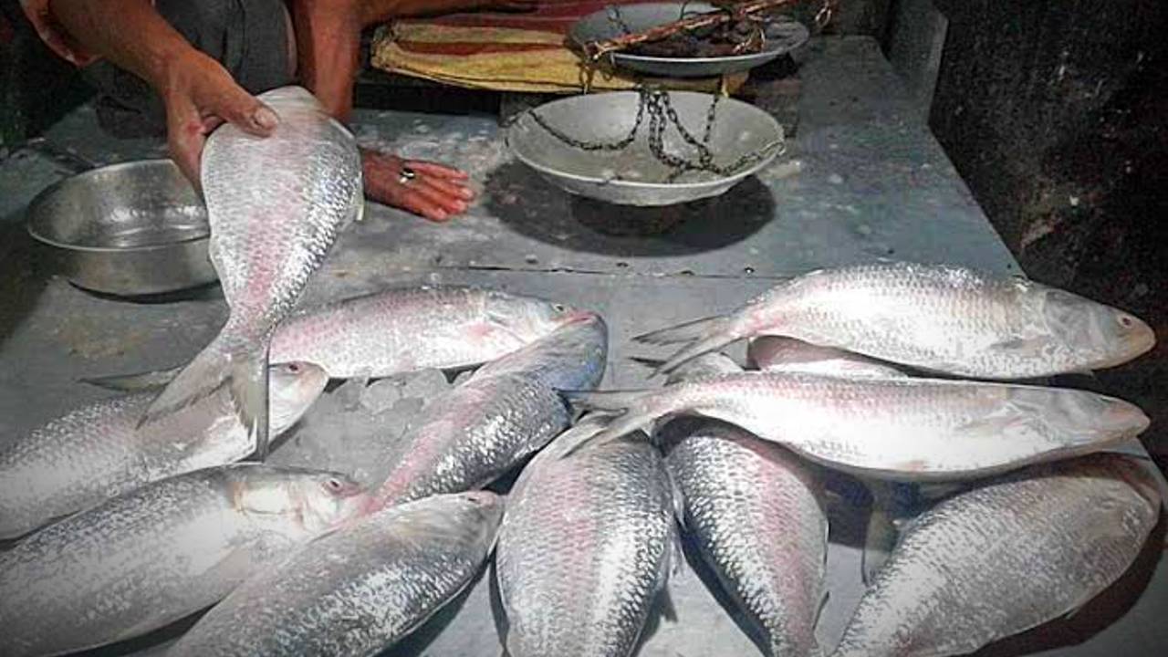 Hilsa Fish