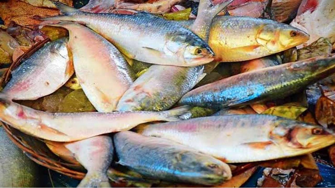 Hilsa Fish