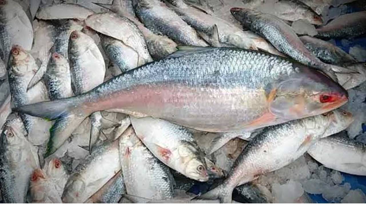 Hilsa Fish