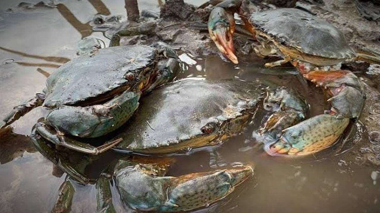 Sea Crabs