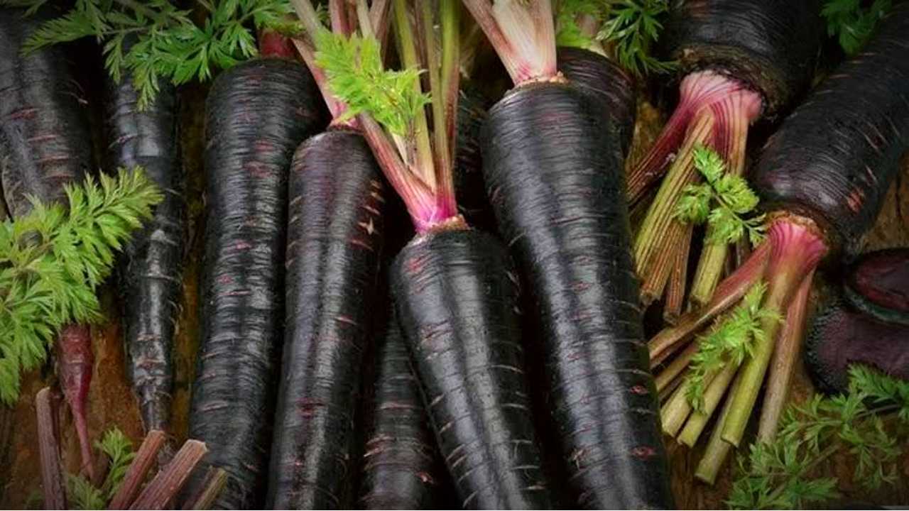 black carrot