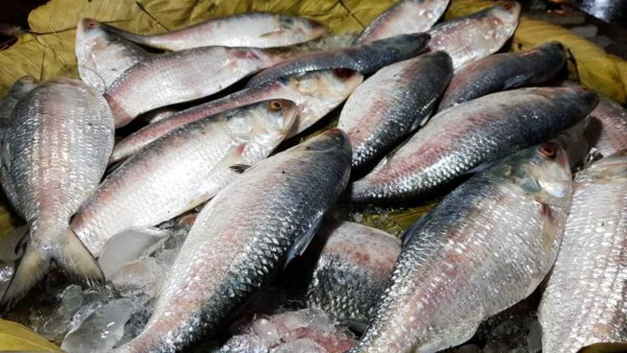 Hilsa Fish