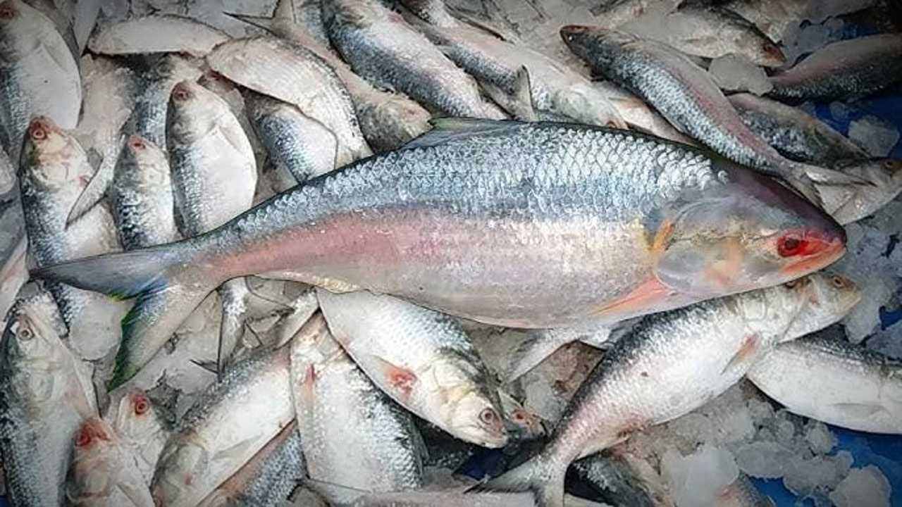 ইলিশ Ilish