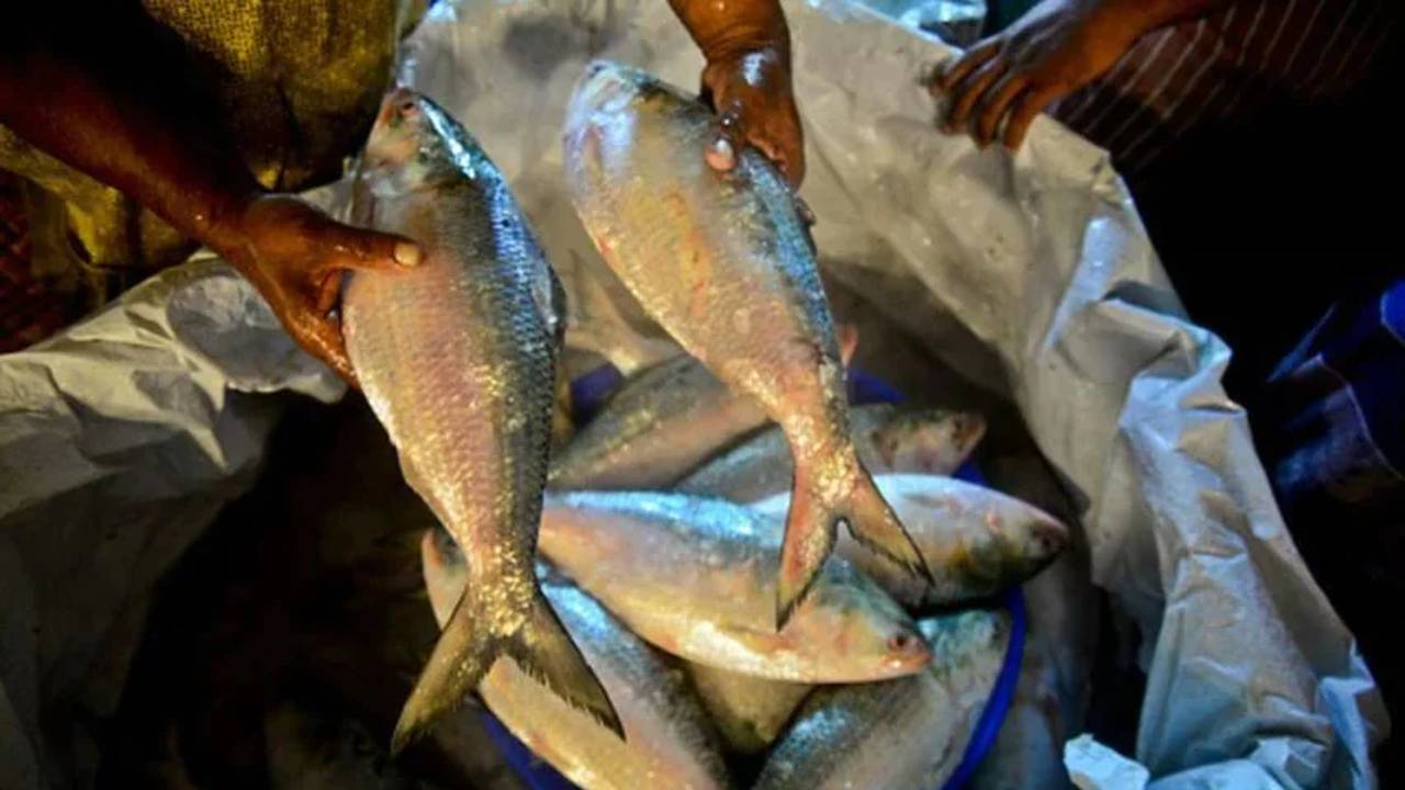 ilish