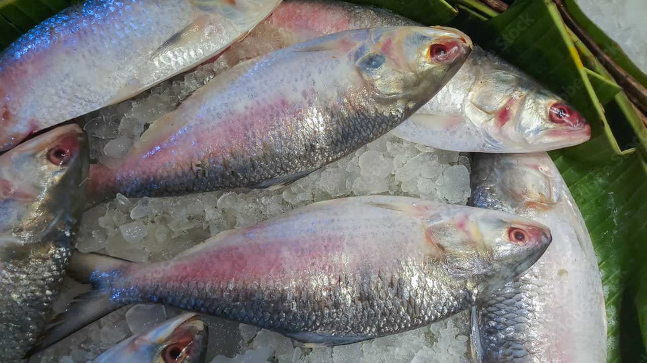 ilish mach ইলিশ