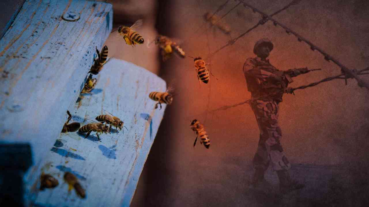 bee trap in border by bsf