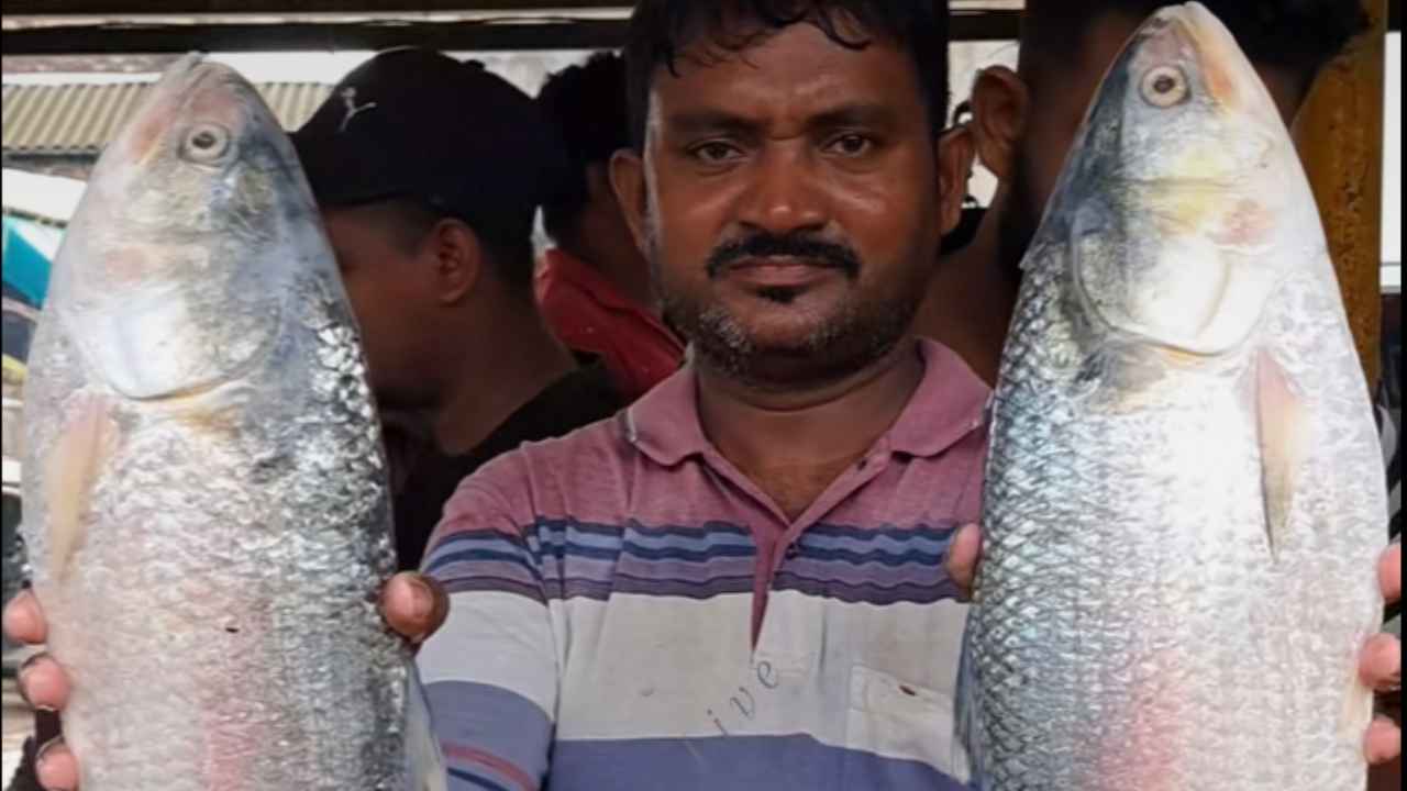 digha ilish