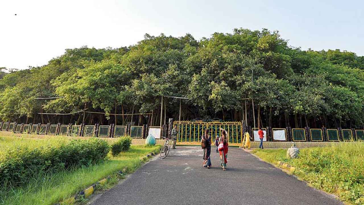 howrah botanical garden banyan tree