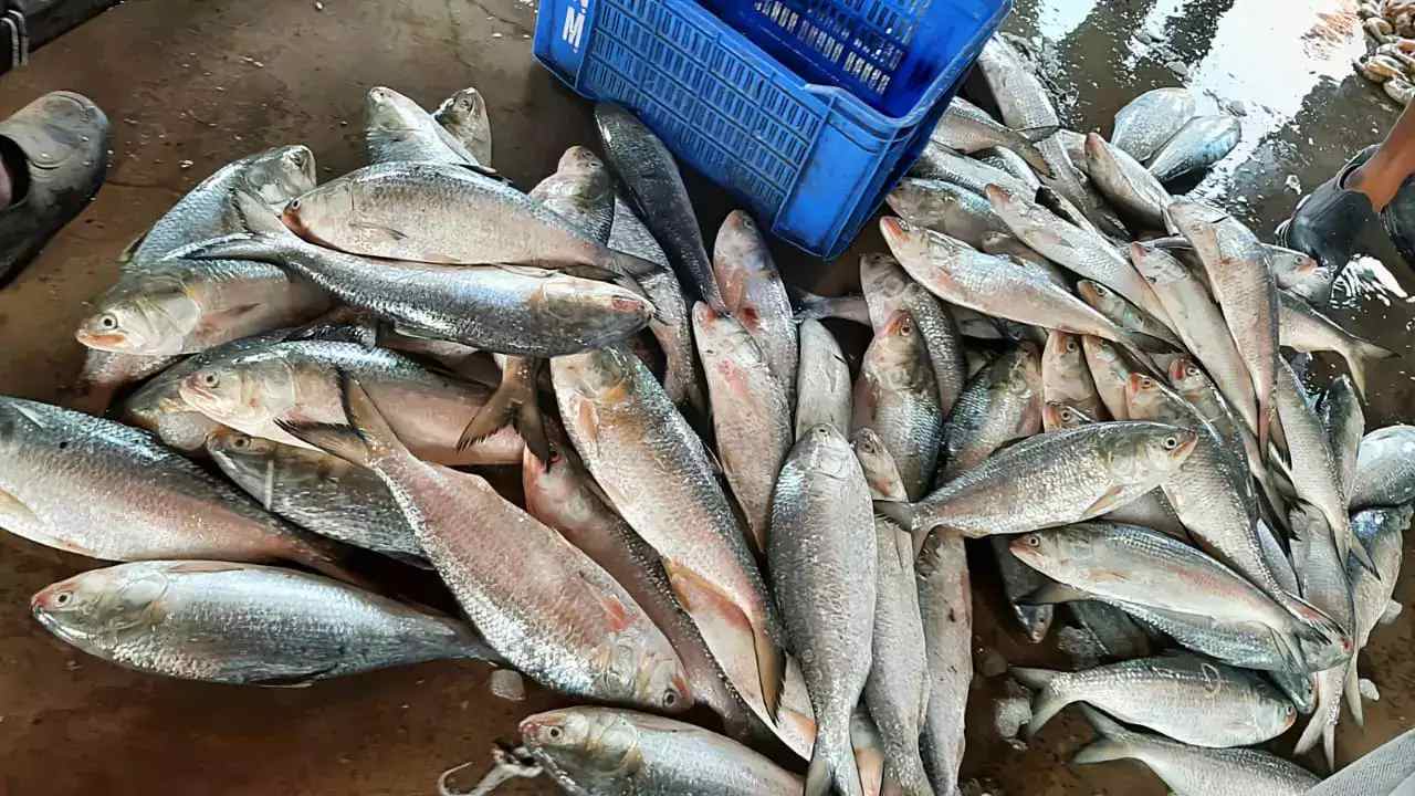 ilish mach digha