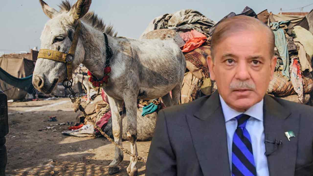 pakistan donkey price hike